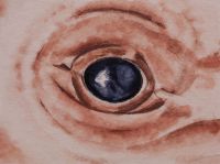 Indigo Psyche