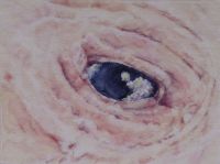 Eye Cloud