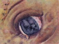 Sutures III