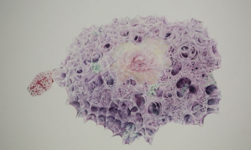 Rose Coral Wreath
